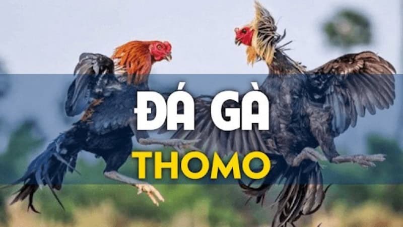 da ga thomo 676d7315e553b